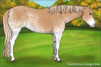 Horse Color:White Spotted Chestnut 