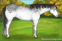 Horse Color:White Spotted Black Splash 