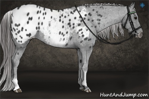 Horse Color:White Spotted Black Blanket
