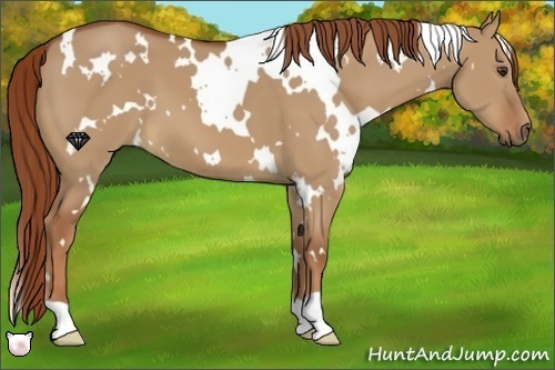 Horse Color:White Spotted Red Dun 