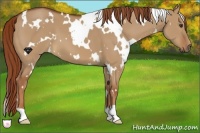 Horse Color:White Spotted Red Dun
