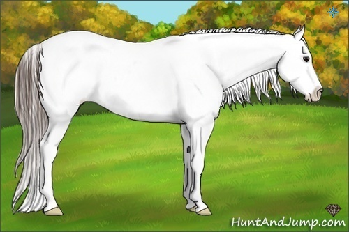 Horse Color:Black Tobiano Near Leopard