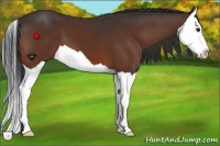 Horse Color:Bay Splash 