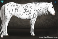 Horse Color:Blue Ice Roan Appaloosa 