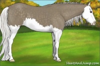 Horse Color:Silver Smoky Black Splash 