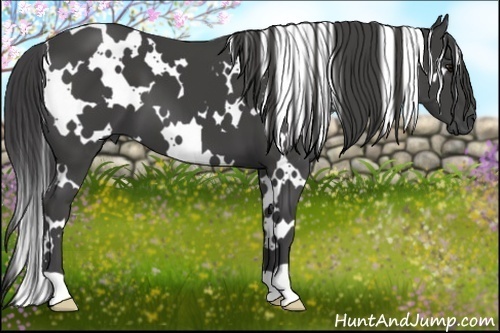 Horse Color:White Spotted Smoky Black