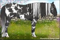 Horse Color:White Spotted Smoky Black