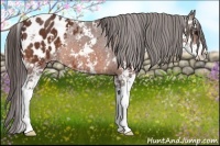 Horse Color:Bay Sabino Blanket Rabicano 