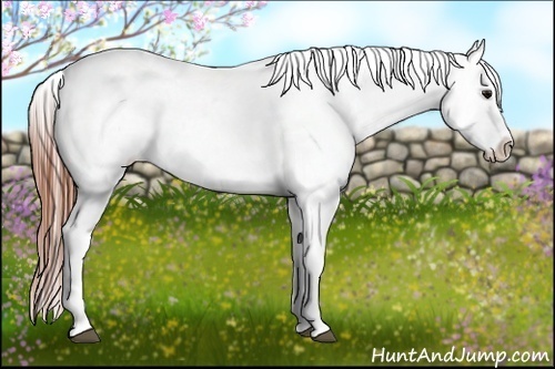 Horse Color:Grullo Roan Varnish Rabicano