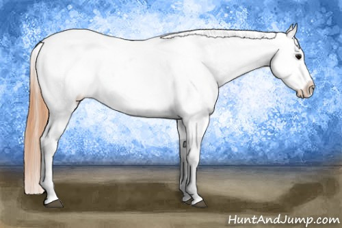 Horse Color:Bay Roan Snowcap 