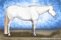 Horse Color:Bay Roan Snowcap 