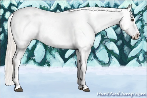 Horse Color:White Spotted Silver Bay Dun Near Fewspot 