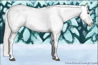 Horse Color:White Spotted Silver Bay Dun Appaloosa 