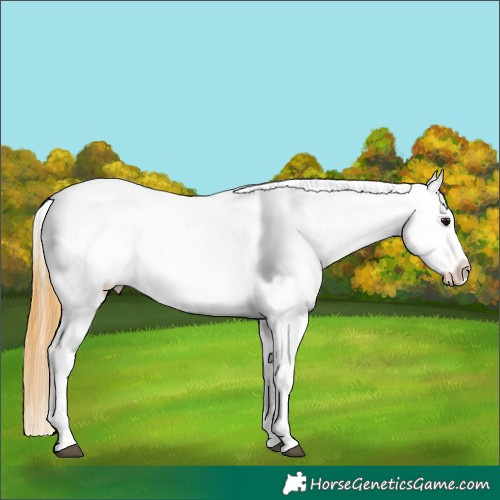 Horse Color:Smoky Grullo Appaloosa 