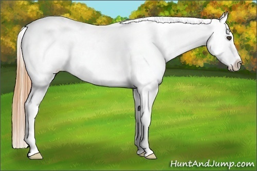 Horse Color:White Spotted Buckskin Appaloosa