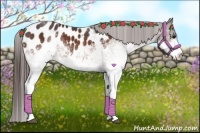 Horse Color:White Spotted Bay Appaloosa