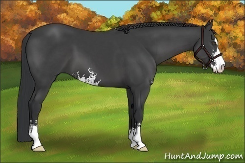 Horse Color:Black Sabino