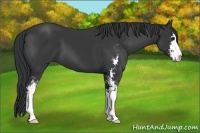 Horse Color:Black Sabino 