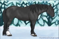 Horse Color:Black Sabino