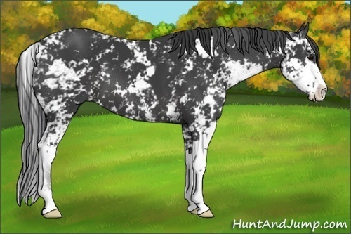 Horse Color:Black Sabino