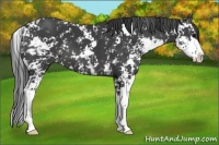 Horse Color:Black Sabino 