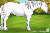Horse Color:White Spotted Silver Amber Cream Champagne Roan Splash Rabicano