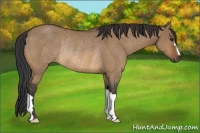 Horse Color:Bay Dun Rabicano 
