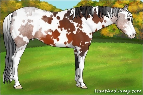 Horse Color:White Spotted Bay Sabino 