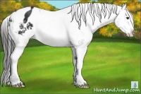 Horse Color:Liver Chestnut Appaloosa
