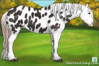Horse Color:Liver Chestnut Appaloosa