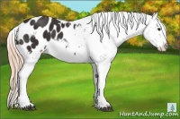 Horse Color:Liver Chestnut Appaloosa 