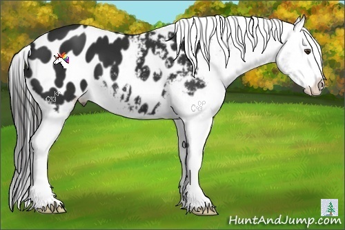 Horse Color:Liver Chestnut Appaloosa 