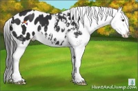 Horse Color:Liver Chestnut Appaloosa 