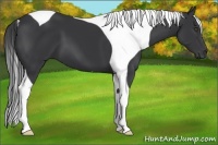 Horse Color:Black Tobiano 
