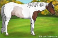 Horse Color:Bay Tobiano 
