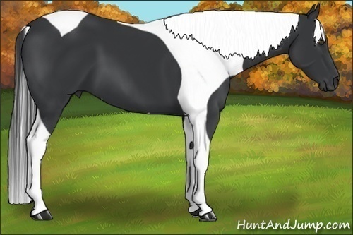 Horse Color:Black Tobiano 
