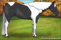 Horse Color:Black Tobiano 