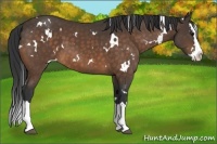 Horse Color:White Spotted Buckskin Splash 