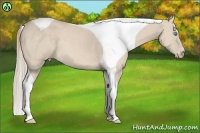Horse Color:Perlino Tobiano 