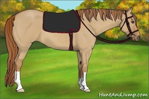 Horse Color:Red Dun Roan