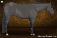 Horse Color:Black Frame 