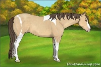 Horse Color:Amber Cream Champagne Splash Tobiano 