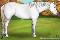 Horse Color:Sable Champagne Sabino Appaloosa