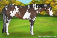 Horse Color:White Spotted Liver Chestnut Sabino