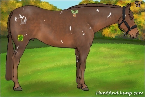 Horse Color:White Spotted Liver Chestnut 