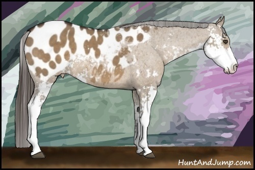 Horse Color:Liver Red Dun Sabino Appaloosa 