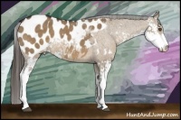 Horse Color:Liver Red Dun Sabino Blanket 
