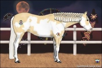 Horse Color:Palomino Splash Frame 