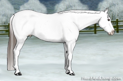 Horse Color:White Spotted Liver Chestnut Appaloosa 