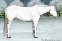 Horse Color:White Spotted Liver Chestnut Appaloosa 